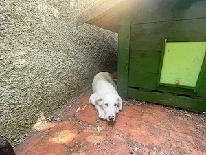 Liu sucht ihr Zuhause (noch auf Sardinien)
