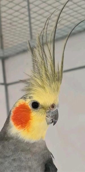 nymphendiich hahn