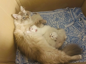 Heilige Birma Kitten München
