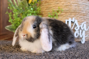 Kleine bunte Baby Kaninchen Weißohr Zwergwidder Hasen Miniwidder