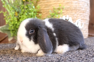 Kleine bunte Baby Kaninchen Weißohr Zwergwidder Hasen Miniwidder