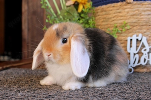 Kleine bunte Baby Kaninchen Weißohr Zwergwidder Hasen Miniwidder
