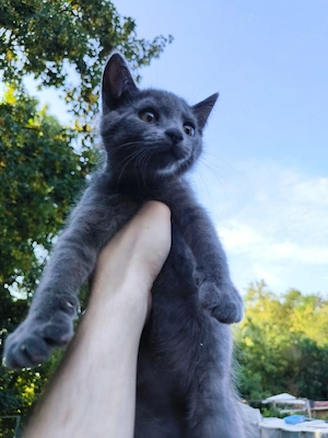 Kater Kätzchen