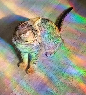 4 süße Katzenbabys 