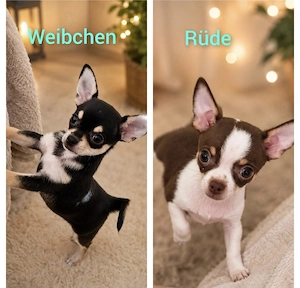Reinrassige Chihuahua Welpen 
