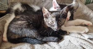 Junge Katze in liebevolle Hände abzugeben 