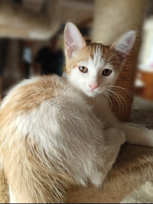 Maine-Coon   BKH Edel-Mix-Katerchen
