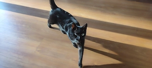 Kater Johnny sucht ein neues liebevolles zuhause