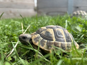 Griechische Landschildkröten aus Hobbyzucht (Jahrgänge 2022 bis 2024)