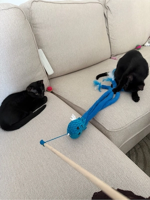 Zwei kitten in liebvole Hände abzugeben 