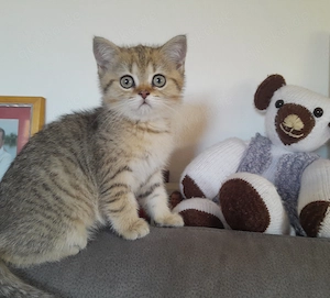 Wunderschöne Kitten reinrassig mit Stammbaum 