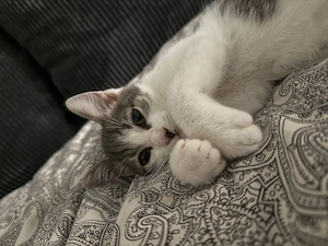  Liebevoller Baby-Kater sucht neues Zuhause 