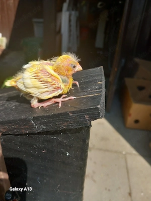 Kanarienvögel 