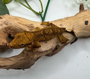 Krinengecko Brindle 0.0.1