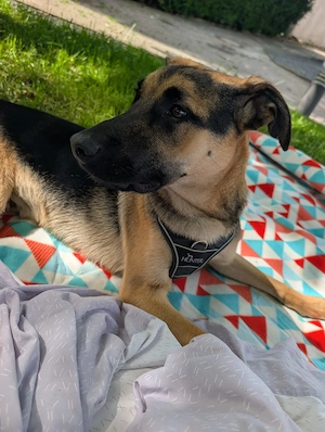  Junger Schäferhund-Mix (12 Mon.) sucht erfahrenes Zuhause