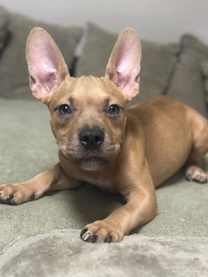 American Pocket Bully Hündin Welpe 