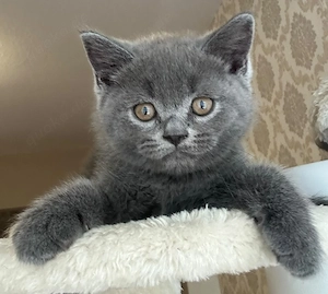 7 wunderschöne reinrassige Britisch Kurzhaar (BKH) Kitten suchen ein liebevolles Zuhause