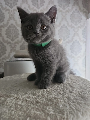 7 wunderschöne reinrassige Britisch Kurzhaar (BKH) Kitten suchen ein liebevolles Zuhause