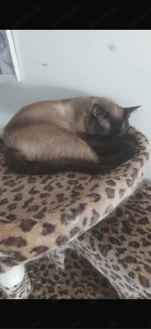 siam katze und perser katze zu verschenken