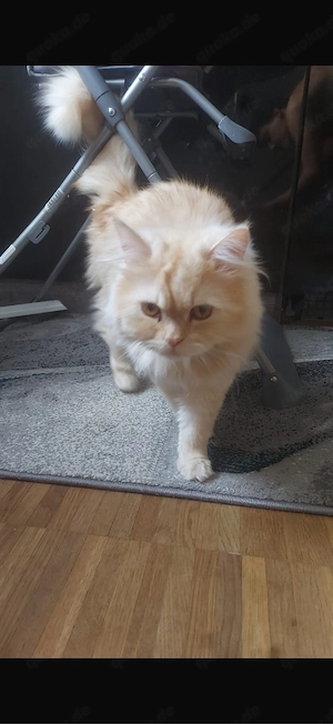 perser katze zu verschenken