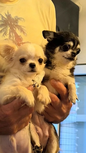 Liebevolle Chihuahua-Welpen suchen ihr Für-immer-Zuhause Writing