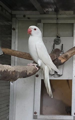 Nestjunge Halsbandsittiche