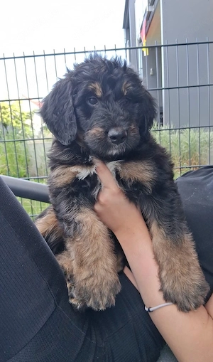 Bernedoodle-Welpen 