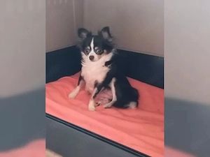  Chihuahua-Welpen mit großem Herzen Writing