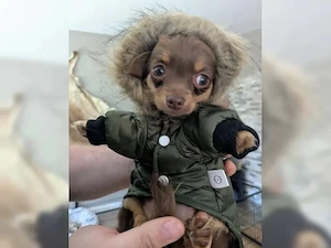 Chihuahua-Welpen voller Liebe suchen ihr Glück Writing