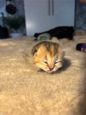 Süße British-Kurzhaar Langhaar-Kitten suchen ein liebevolles Zuhause   
