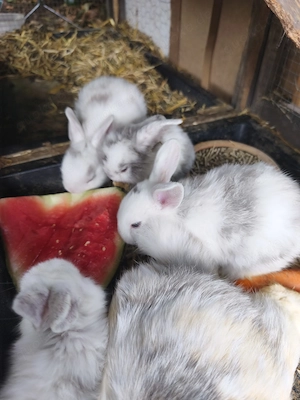 3 Junge Zwergwidder Kaninchen