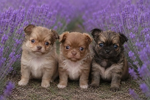 Wunderschöne Reinrassige Chihuahua Welpen Rüden Lilac Tan und Sabel Langhaar 