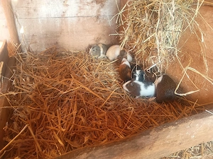 bunte Meerschweinchen Böcke abzugeben! Bild 5