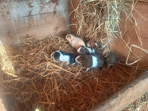bunte Meerschweinchen Böcke abzugeben!