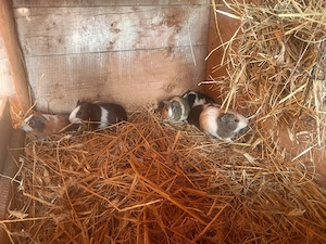 bunte Meerschweinchen Böcke abzugeben! Bild 3