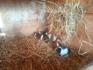 bunte Meerschweinchen Böcke abzugeben! Bild 4
