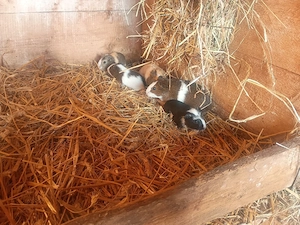 bunte Meerschweinchen Böcke abzugeben! Bild 2