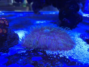 Meerwasser Aquarium Korallen LPS Fungia Rainbow