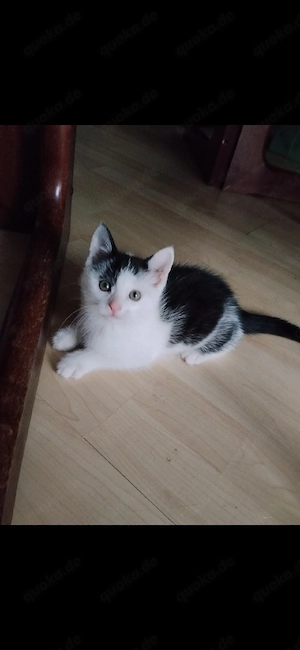 Liebe Babykatze suchen ein Zuhause 