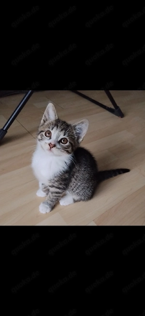 Liebe Babykatzen suchen ein Zuhause 