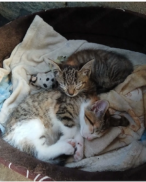 Katzenbaby Katzenkinder Kitten anzugeben 