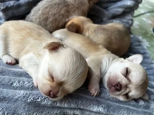 Traumhafte Chihuahua-Welpen suchen ein Zuhause für immer