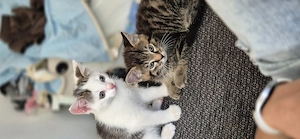 Kater jungen Paar Babys 