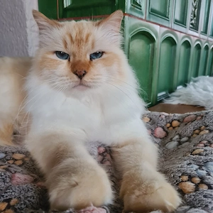Siebirische Waldkatzen