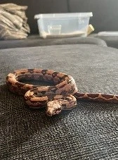 Boa Constrictor Imperator 