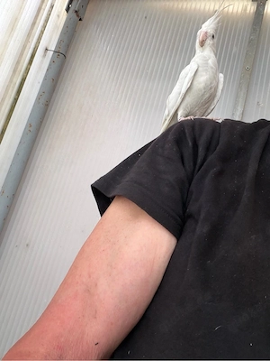 nymphensittiche mänlich