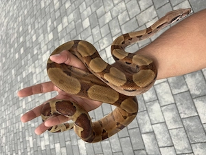 Boa Constrictor Constrictor 1.0  Bild 2