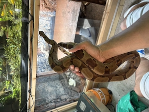 Boa Constrictor Constrictor 1.0  Bild 3