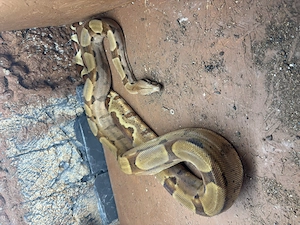 Boa Constrictor Constrictor 1.0 