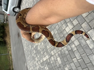 Boa Constrictor Constrictor 1.0  Bild 4